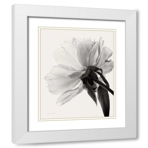 Translucent Peony IIIBW White Modern Wood Framed Art Print with Double Matting by Van Swearingen, Debra
