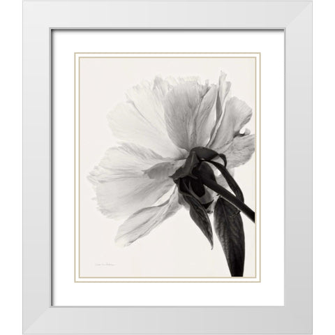 Translucent Peony IIIBW White Modern Wood Framed Art Print with Double Matting by Van Swearingen, Debra