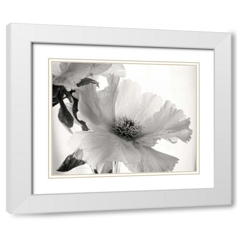 Translucent Peony VIBW White Modern Wood Framed Art Print with Double Matting by Van Swearingen, Debra