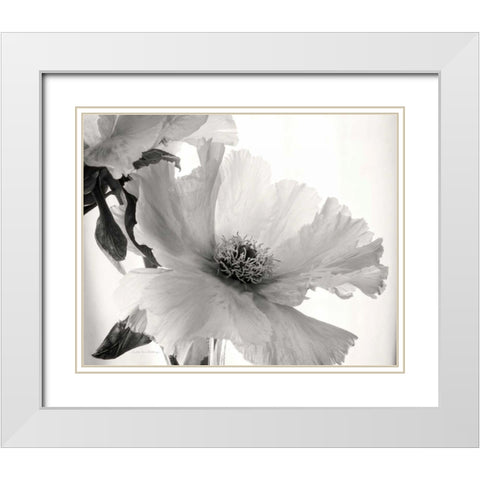 Translucent Peony VIBW White Modern Wood Framed Art Print with Double Matting by Van Swearingen, Debra