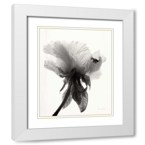 Translucent Peony VIIBW White Modern Wood Framed Art Print with Double Matting by Van Swearingen, Debra
