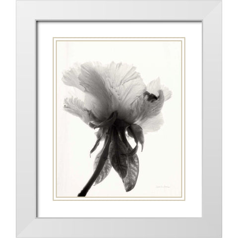 Translucent Peony VIIBW White Modern Wood Framed Art Print with Double Matting by Van Swearingen, Debra