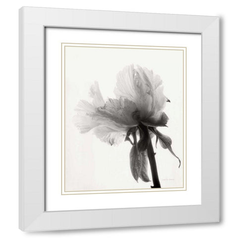 Translucent Peony VIIIBW White Modern Wood Framed Art Print with Double Matting by Van Swearingen, Debra