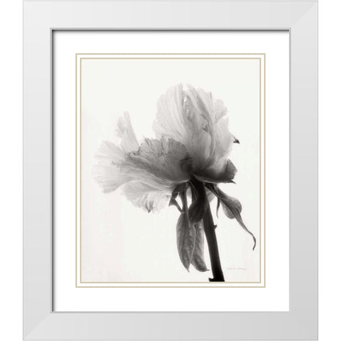 Translucent Peony VIIIBW White Modern Wood Framed Art Print with Double Matting by Van Swearingen, Debra