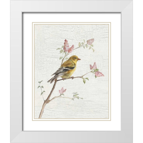 Female Goldfinch Vintage v2 White Modern Wood Framed Art Print with Double Matting by Nai, Danhui