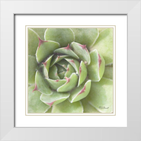 Garden Succulents II Color White Modern Wood Framed Art Print with Double Matting by Marshall, Laura