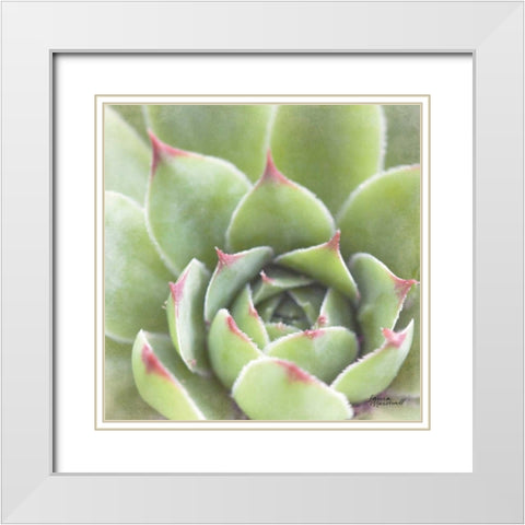 Garden Succulents III Color White Modern Wood Framed Art Print with Double Matting by Marshall, Laura