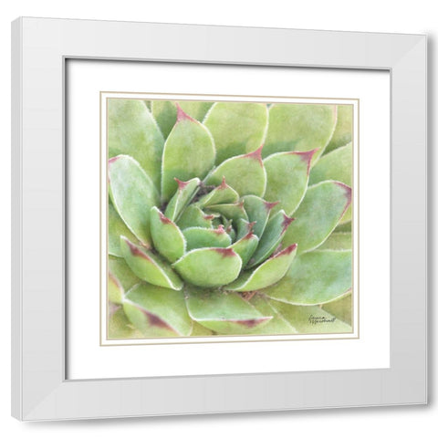 Garden Succulents IV Color White Modern Wood Framed Art Print with Double Matting by Marshall, Laura