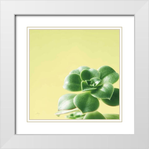 Succulent Simplicity VIII White Modern Wood Framed Art Print with Double Matting by Bradley, Felicity