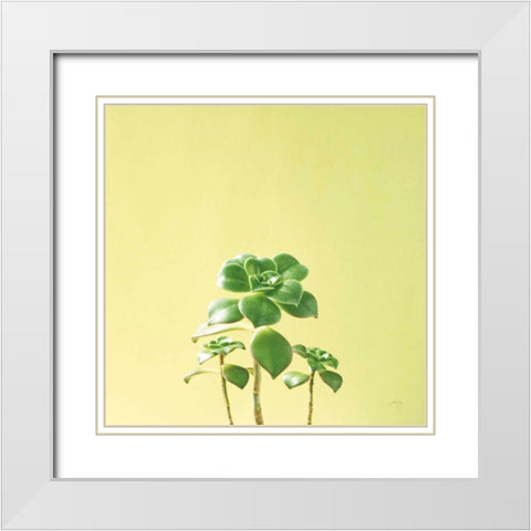 Succulent Simplicity IX White Modern Wood Framed Art Print with Double Matting by Bradley, Felicity