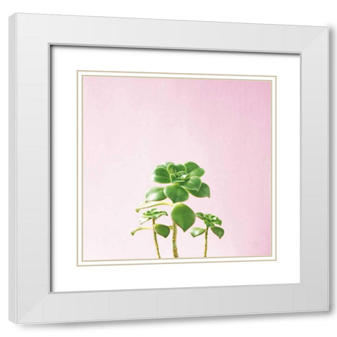 Succulent Simplicity IX on Pink White Modern Wood Framed Art Print with Double Matting by Bradley, Felicity
