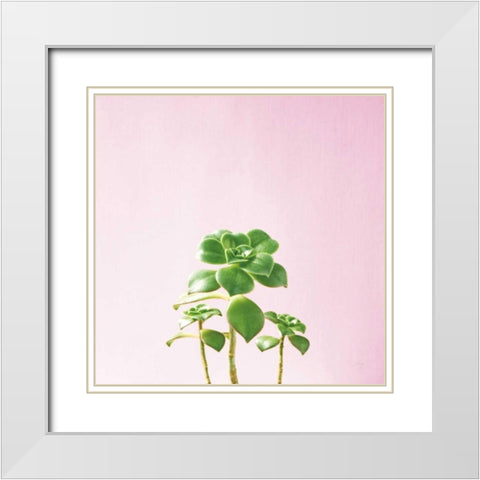 Succulent Simplicity IX on Pink White Modern Wood Framed Art Print with Double Matting by Bradley, Felicity