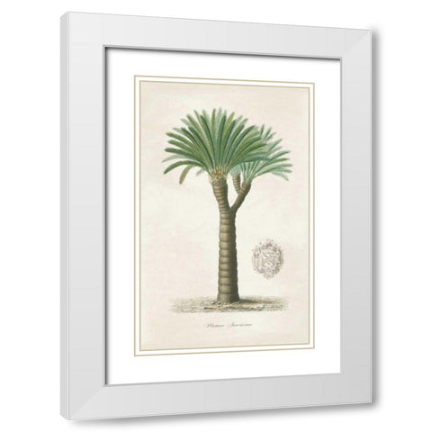 Palm Tree Cycas Crest White Modern Wood Framed Art Print with Double Matting by Wild Apple Portfolio