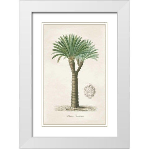 Palm Tree Cycas Crest White Modern Wood Framed Art Print with Double Matting by Wild Apple Portfolio