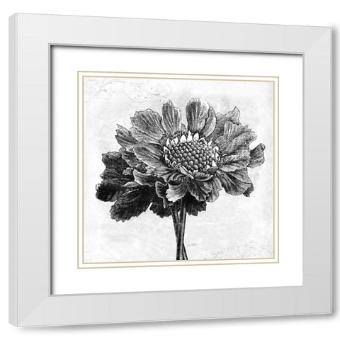 Spa Botanical I BW White Modern Wood Framed Art Print with Double Matting by Pertiet, Katie