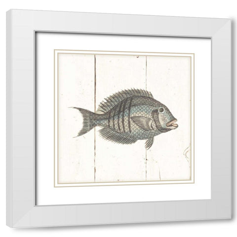 Fish Sketches I Shiplap White Modern Wood Framed Art Print with Double Matting by Wild Apple Portfolio