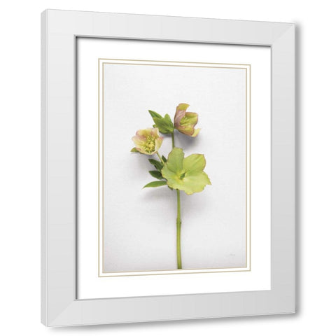 Hellebore Study I White Modern Wood Framed Art Print with Double Matting by Bradley, Felicity