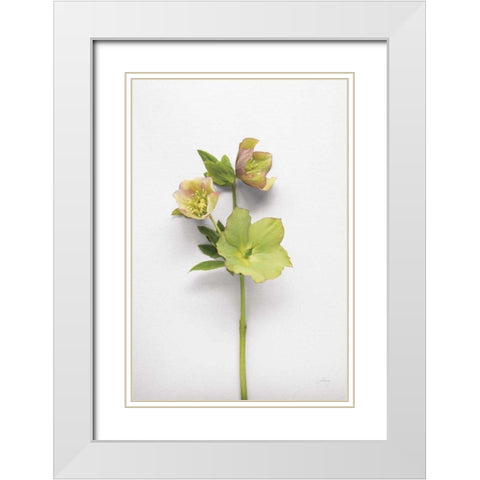 Hellebore Study I White Modern Wood Framed Art Print with Double Matting by Bradley, Felicity