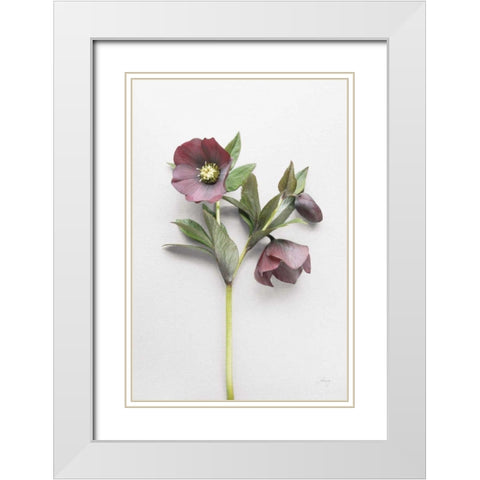Hellebore Study V White Modern Wood Framed Art Print with Double Matting by Bradley, Felicity