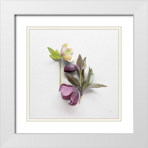 Hellebore Study VII White Modern Wood Framed Art Print with Double Matting by Bradley, Felicity