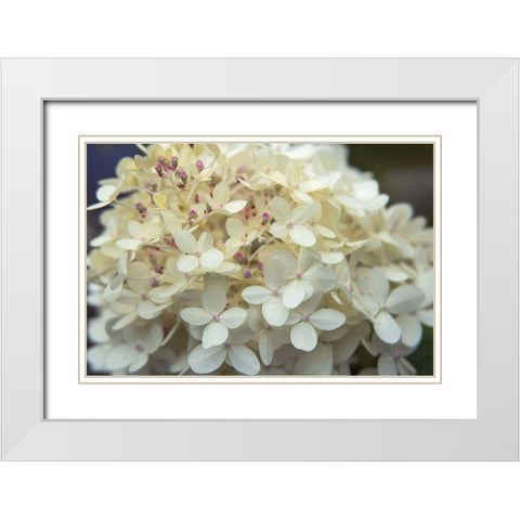 Hydrangea Delight I White Modern Wood Framed Art Print with Double Matting by Bradley, Felicity
