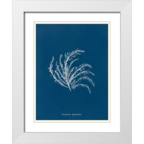 Delicate Coral II White Modern Wood Framed Art Print with Double Matting by Wild Apple Portfolio