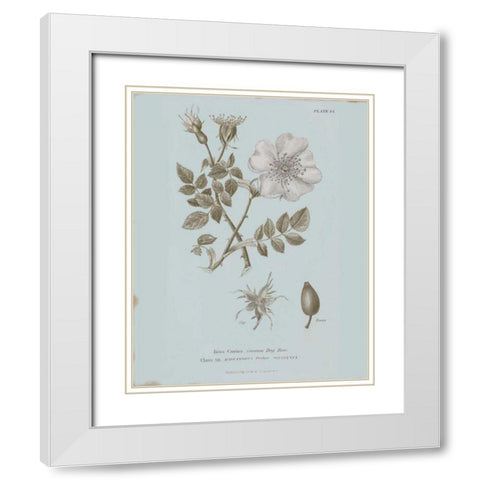 Conversations on Botany IV Blue White Modern Wood Framed Art Print with Double Matting by Wild Apple Portfolio