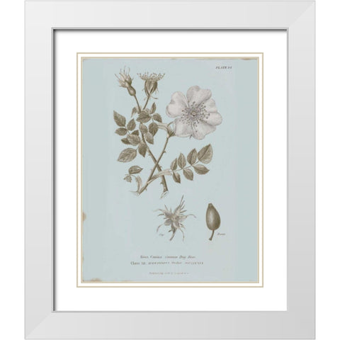 Conversations on Botany IV Blue White Modern Wood Framed Art Print with Double Matting by Wild Apple Portfolio