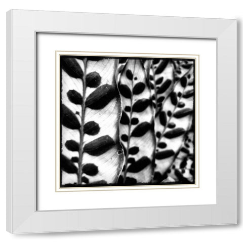 Leaves and Vines White Modern Wood Framed Art Print with Double Matting by Aledanda