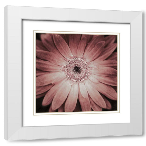Gerbera White Modern Wood Framed Art Print with Double Matting by Aledanda