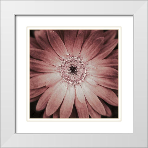 Gerbera White Modern Wood Framed Art Print with Double Matting by Aledanda