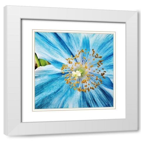 Clematis White Modern Wood Framed Art Print with Double Matting by Aledanda