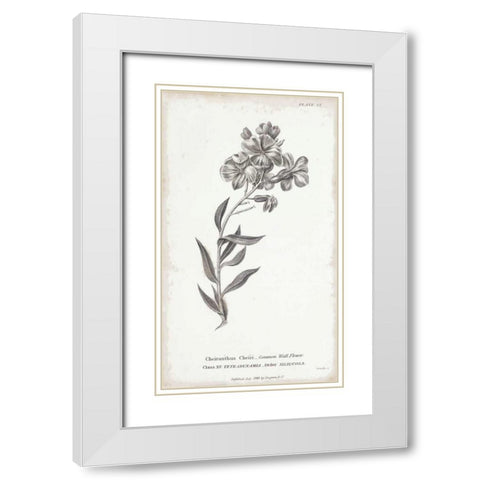 Conversations on Botany VI White Modern Wood Framed Art Print with Double Matting by Wild Apple Portfolio