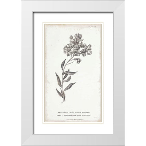 Conversations on Botany VI White Modern Wood Framed Art Print with Double Matting by Wild Apple Portfolio