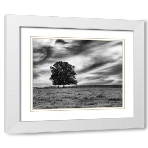 Majestic Crop White Modern Wood Framed Art Print with Double Matting by Aledanda