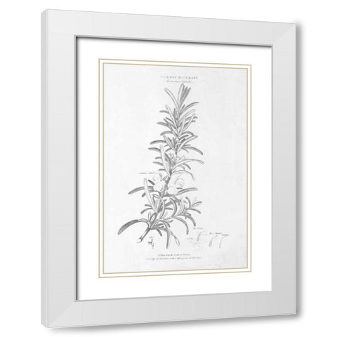 Botany Book VI White Modern Wood Framed Art Print with Double Matting by Wild Apple Portfolio