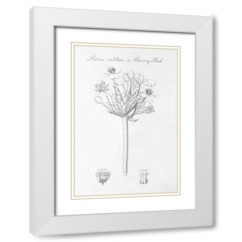 Botany Book VII White Modern Wood Framed Art Print with Double Matting by Wild Apple Portfolio