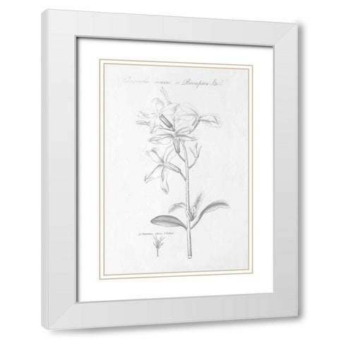 Botany Book IX White Modern Wood Framed Art Print with Double Matting by Wild Apple Portfolio