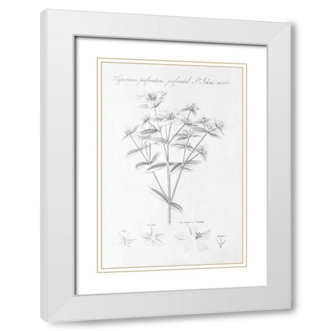 Botany Book X White Modern Wood Framed Art Print with Double Matting by Wild Apple Portfolio