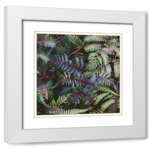 Funky Ferns V White Modern Wood Framed Art Print with Double Matting by Marshall, Laura