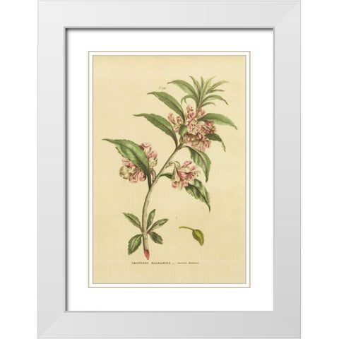 Herbal Botanical XXVI White Modern Wood Framed Art Print with Double Matting by Wild Apple Portfolio
