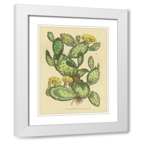 Herbal Botanical XXIX White Modern Wood Framed Art Print with Double Matting by Wild Apple Portfolio