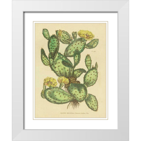 Herbal Botanical XXIX White Modern Wood Framed Art Print with Double Matting by Wild Apple Portfolio