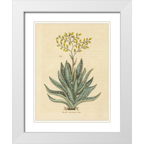 Herbal Botanical XXXI White Modern Wood Framed Art Print with Double Matting by Wild Apple Portfolio