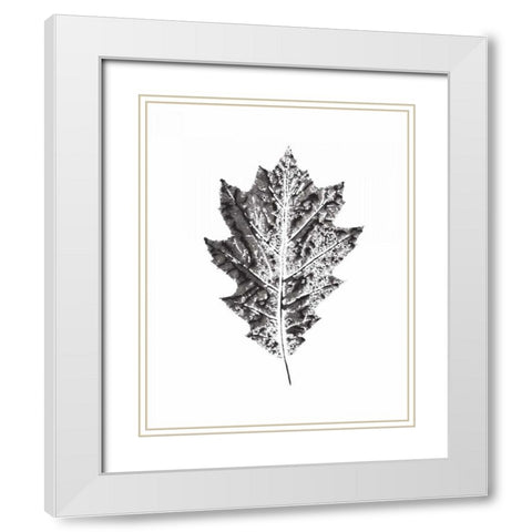 Harvest Sentiments VII BW no Words White Modern Wood Framed Art Print with Double Matting by Hershey, Moira