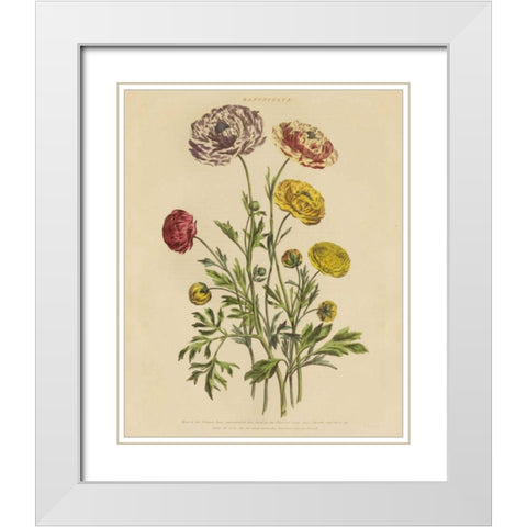Herbal Botany XXII v2 Crop White Modern Wood Framed Art Print with Double Matting by Wild Apple Portfolio