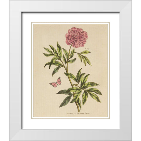 Herbal Botany XXIV Butterfly Crop White Modern Wood Framed Art Print with Double Matting by Wild Apple Portfolio