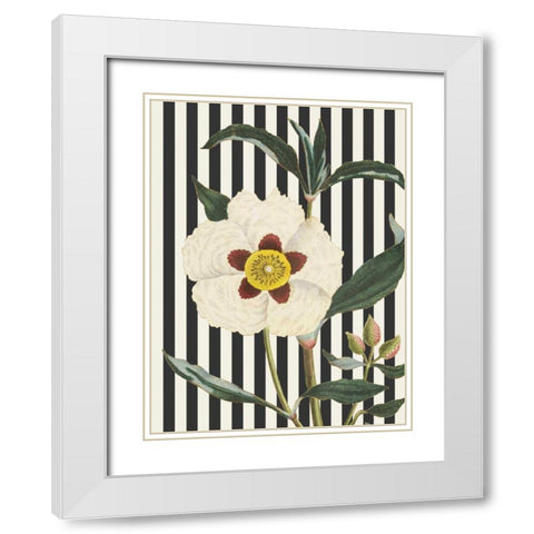 Herbal Botanical XXVII Bold White Modern Wood Framed Art Print with Double Matting by Wild Apple Portfolio