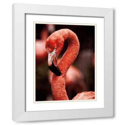Caribbean Flamingo II White Modern Wood Framed Art Print with Double Matting by Van Swearingen, Debra