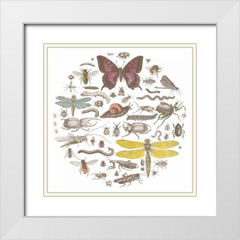 Insect Circle II Bright White Modern Wood Framed Art Print with Double Matting by Wild Apple Portfolio